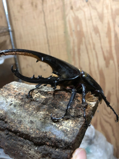 ヘラクレスオオカブトペア　その8  ヘラクレス卵おまけ付き