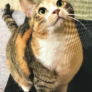 類を見ない人懐っこさ。三毛猫3歳 女の子です
