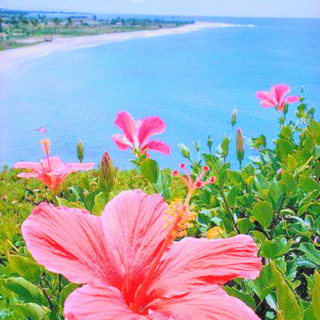 🌺駅から１分の大井町フラ教室🩷　６月体験会スタート！体験会予約中🌴🌺子供から大人まで、1から美しくフラ🌺の画像