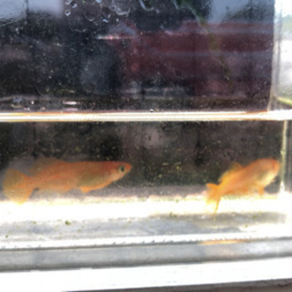 メダカの卵