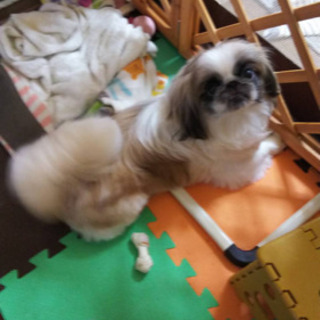 ペキニーズ　女の子　1歳半 - 甲斐市