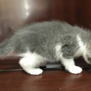 かわいい子猫の里親募集（灰色）