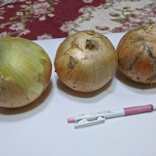 白石産玉ねぎ　二級品10キロ