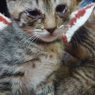 【多頭崩壊のお宅の猫の家族になってください】※現在休止中