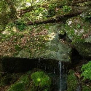 屋久島に行ってみたいです。
