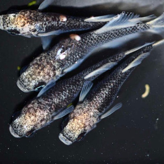 白姫 メダカ 針子〜稚魚10匹