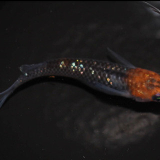 女雛メダカ 針子〜稚魚10匹