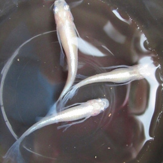 松井ヒレ長 針子〜稚魚10匹
