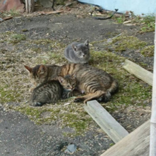 子猫の里親募集します