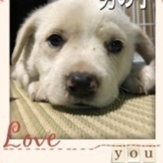子犬