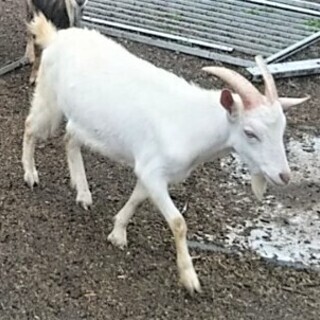やぎ　里親募集　（修正）