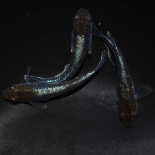 ブロンズメダカ 針子〜稚魚