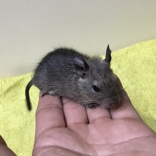 【けんぼの森】《デグー》アグーチ♂5月7日生まれ　1匹➡︎3,0...