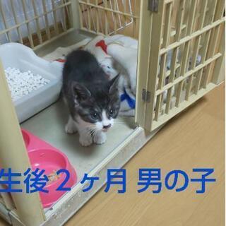 サバトラくん 里親さん募集