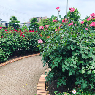 薔薇を育てられている方