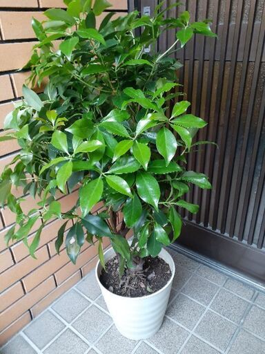 シキミ　庭木　大型商品