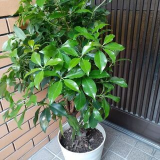 シキミ　庭木　大型商品