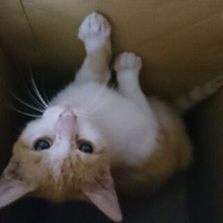 オス猫くんの里親さん募集中です。