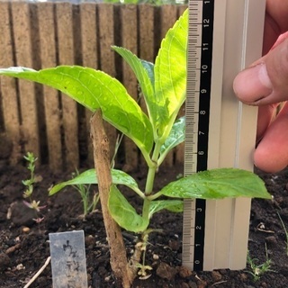 紫陽花　3種まとめて　掘り起こし苗