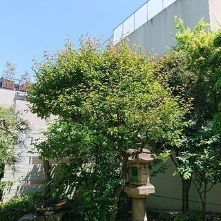 庭木のお手入れお任せくださいm(__)m − 千葉県