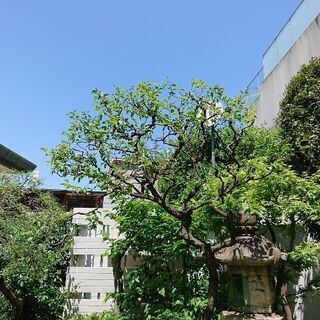 庭木のお手入れお任せくださいm(__)m - 地元のお店