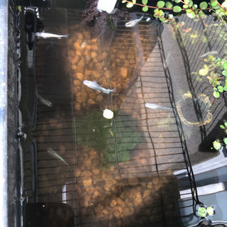 メダカの赤ちゃんあげますの画像