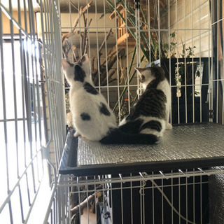 野良猫の子猫を再び保護しました