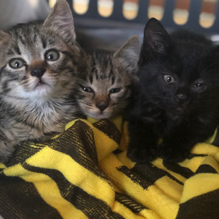 決まりました。生後40日子猫3匹