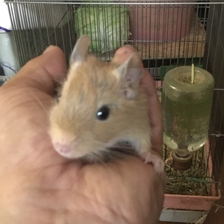 【けんぼの森】《デグー》イエロー（サンド）3月19日生まれデビュ...
