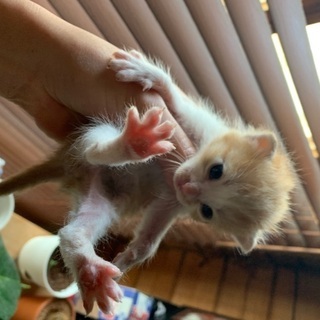 里親様決まりました☆ありがとうございました☆