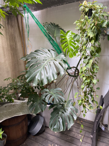 モンステラ　大
