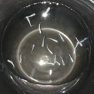 メダカ　青幹之の画像