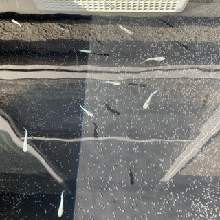 メダカ　青幹之の画像