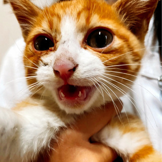 【里親決定】ひとりぼっちの仔猫保護しました。