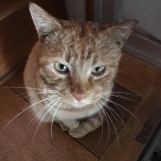 大至急！猫の里親さんになってください