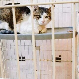 至急！里親募集6月14日まで - 猫