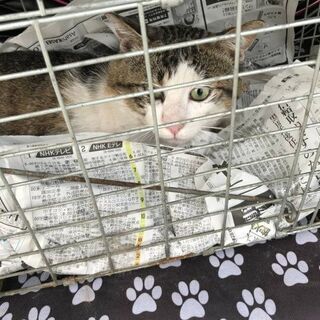 至急！里親募集6月14日まで - 里親募集