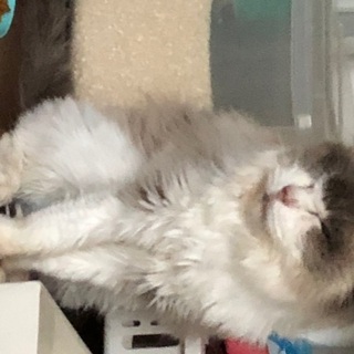 里親募集です。