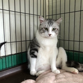 ダンボールに入っていた捨て猫😢の画像