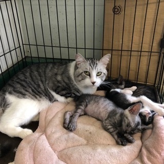 ダンボールに入っていた捨て猫😢 - 沖縄市