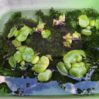 アナカリス ホテイアオイ