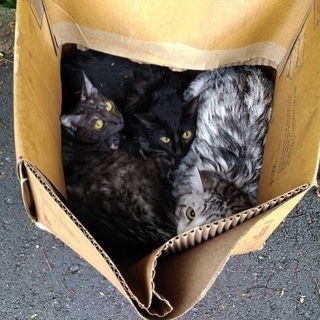 ダンボールに入っていた捨て猫😢 - 里親募集