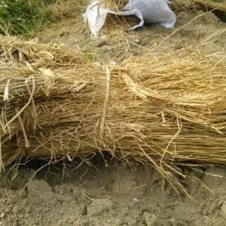 稲わらの画像