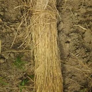 稲わらの画像