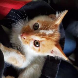 子猫　保護猫　生後2ヶ月半　里親さん募集　茶白　オス