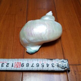 夜光貝、鏡面磨き④、貝、海、アクセサリー、置物、手作り