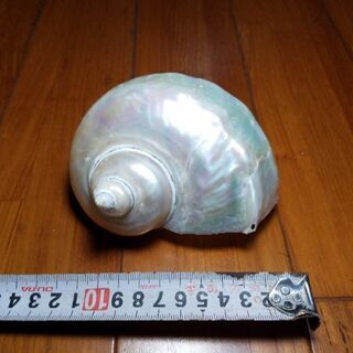 夜光貝、鏡面磨き、⑤、貝、海、アクセサリー、置物、手作り