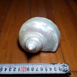 夜光貝、鏡面磨き、⑥、貝、海、アクセサリー、置物、手作り