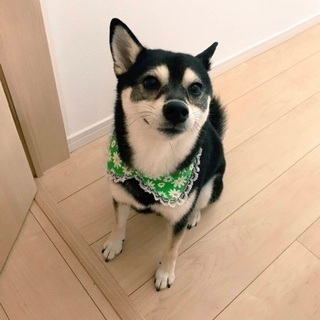 犬友達募集( ᐡ.  ̫ .ᐡ )