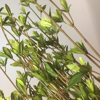 桜とグリーンの人工観葉植物セットの画像